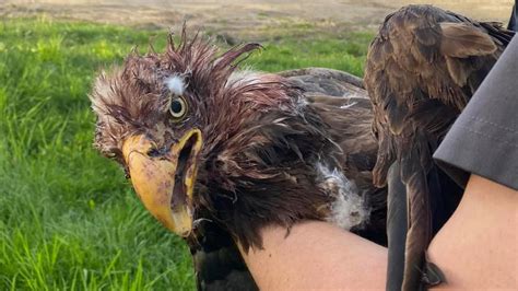 Injured bald eagle rescued by Indy officers | wthr.com