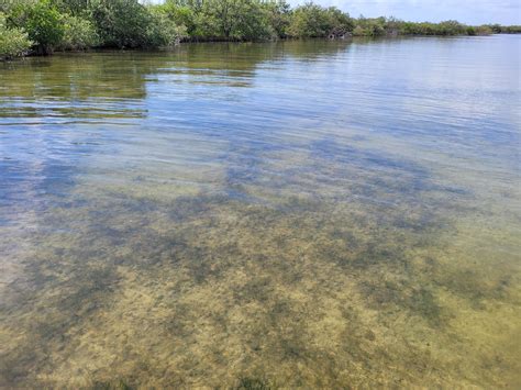 Local Angler Optimistic About Seagrass Regrowth in Indian River Lagoon ...