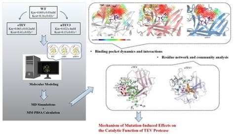 Mechanism of Mutation-Induced Effects on the Catalytic Function of TEV ...