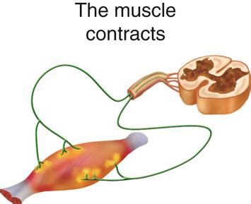 Neuromuscular junction — lesson. Science State Board, Class 10.