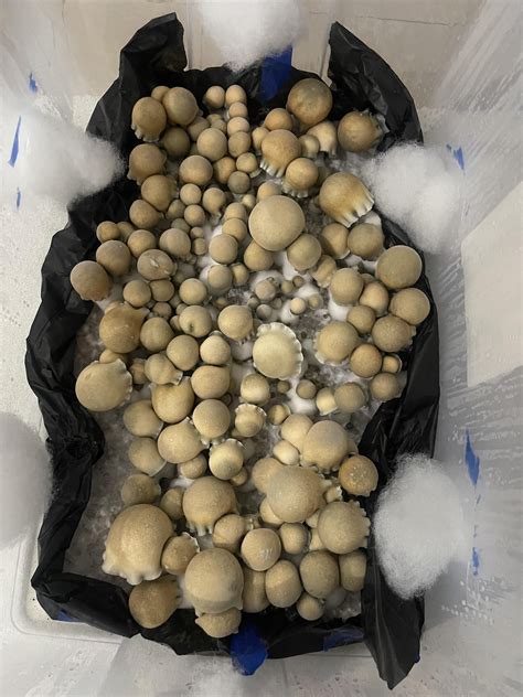 Bluey Vuitton 4lb Red Milo 9lbs Willys Blend in a 54qt modded tub 1044 ...