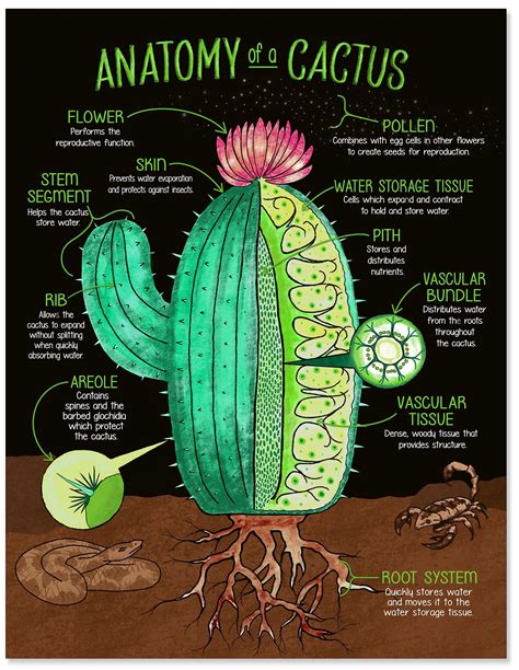 Illustrated anatomy of a flower fine art print plain paper laminated or framed multiple sizes ...