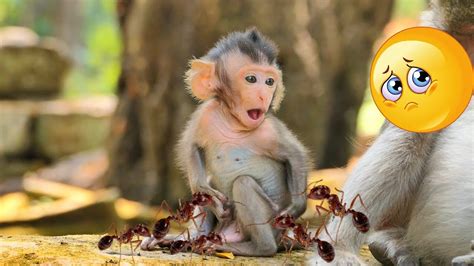 Image result for Bug Infested Baby Monkey