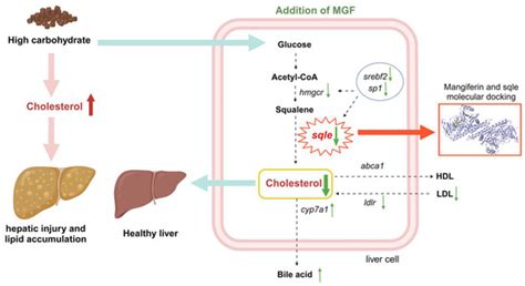 Supplementation of Mangiferin to a High-Starch Diet Alleviates Hepatic ...