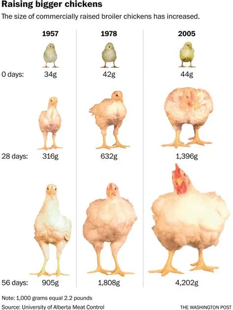 超市里的鸡都是速生鸡，全靠打激素和喂饲料？到底能不能放心吃？-春雨医生