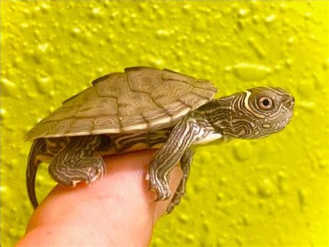 Image result for Map Turtle