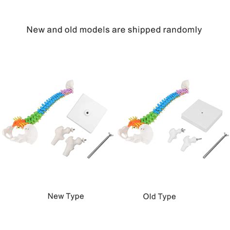 Buy Human Spine Model Colored Flexible Scientific Anatomical Human ...