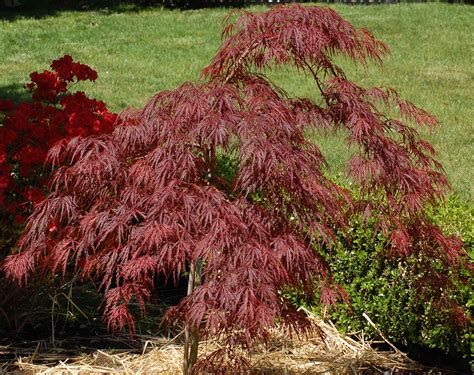 15 Varieties of Japanese Maple Trees With Colorful Foliage