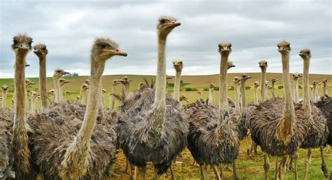 Free Images : nature, animal, flock, beak, fauna, long neck, birds, emu ...