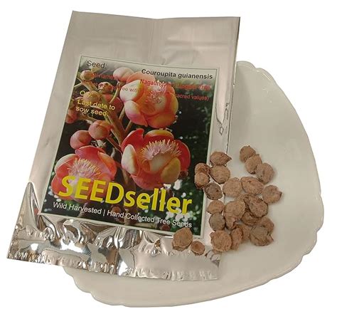 SEEDseller Precious COUROUPITA GUIANENSIS or Nagalingam or Lingam Tree ...