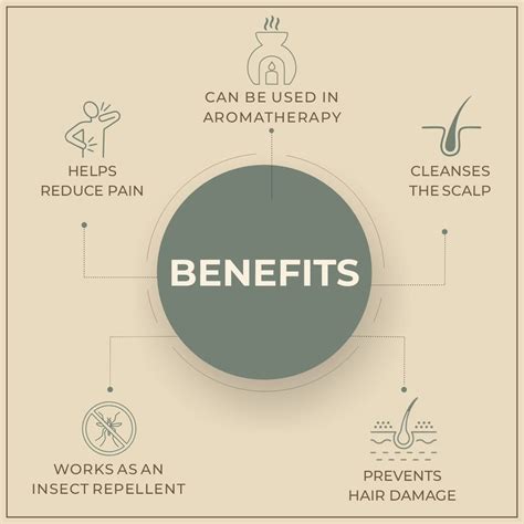 Salvia Natural Essential Oils,Dandruff,Greasy Oil,Anti Fungal,Anti ...