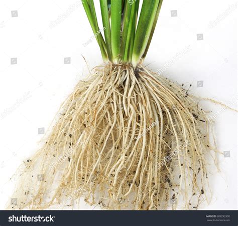 8.514 afbeeldingen voor rice roots: afbeeldingen, stockfoto‘s en ...