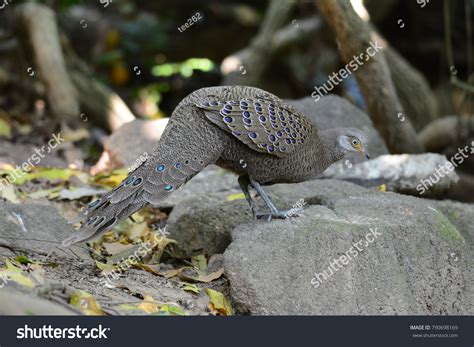 Grey Peacockpheasant Polyplectron Bicalcaratum Known Burmese 스톡 사진 ...