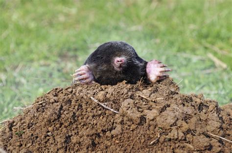 Animals That Live In Underground Burrows at Craig Alston blog