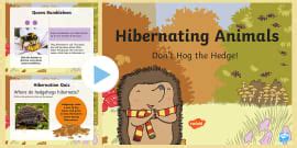 Animals that Hibernate: Hibernation PowerPoint