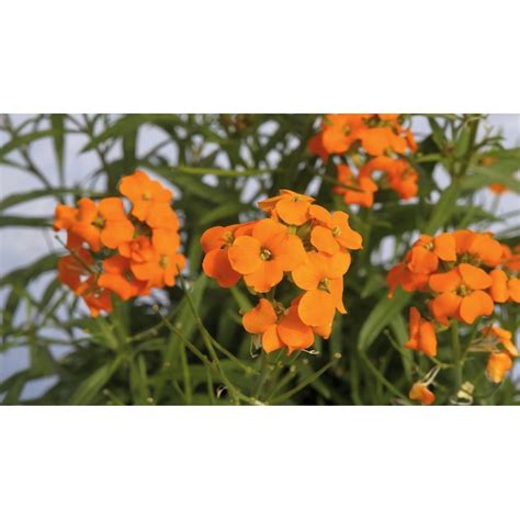 National Plant Network Orange Erysimum Plant in 3.25-in Pot 3-Pack ...