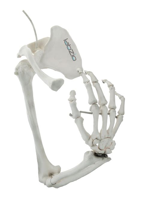 Labzio Premium Upper Limb Skeleton Model Anatomical Arm Model Scapula ...