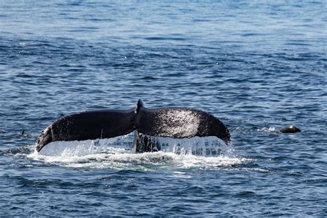 How Do Whales Sleep? And Other Whale Trivia | The Marine Mammal Center