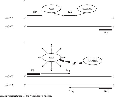 Image result for Reverse Transcriptase PCR Steps