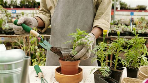 House Plant Food Vs Fertilizer at Elizabeth Gunther blog