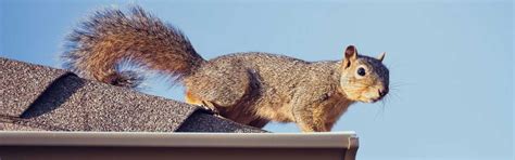 Image result for Squirrel Control