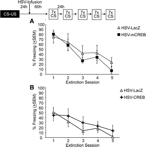 Distinctive roles for amygdalar CREB in reconsolidation and extinction of fear memory