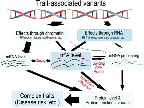 Genetic Modification Variation Definition 的图像结果