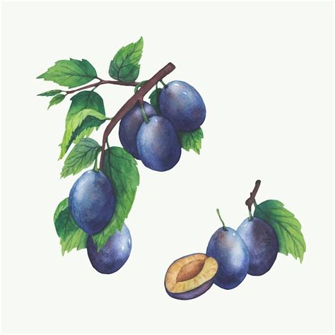 Illustration vectorielle à l'aquarelle des branches de prune avec des ...