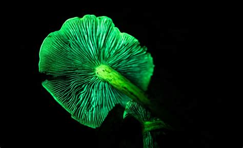 Discover Natural Biofluorescence at North Cove Nature Reserve, North ...