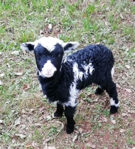 Foro Asturias pide un estudio sobre la drástica reducción de la ...