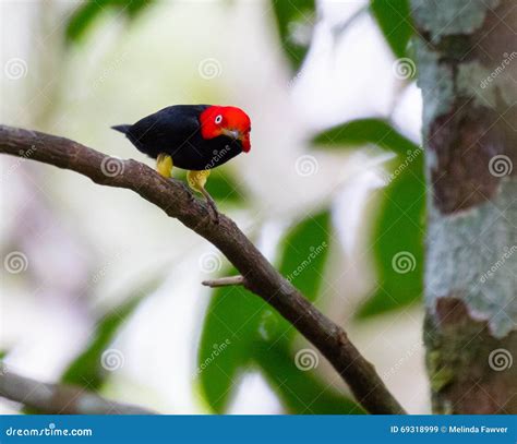 Red Capped Manakin