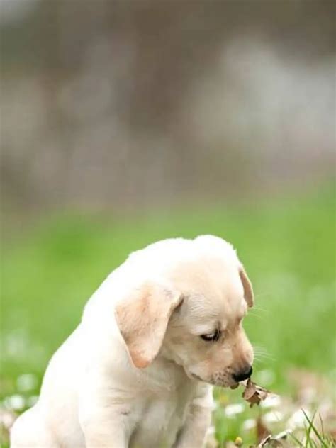 10 adorable name ideas for your Labrador Retriever | EconomicTimes