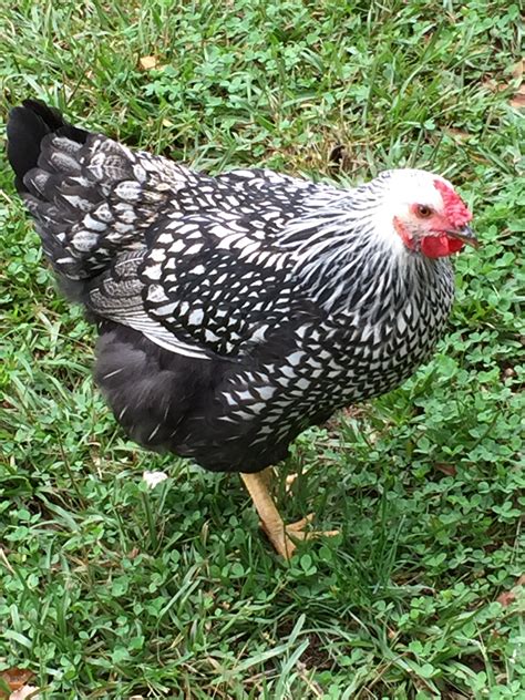 Our Silver Laced Wyandotte Chicken