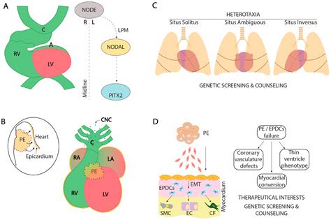Cardiac Development: A Glimpse on Its Translational Contributions