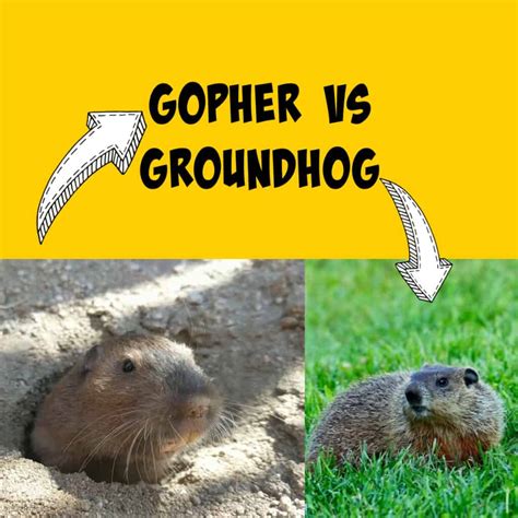Woodchuck Vs Gopher at Patricia Witcher blog