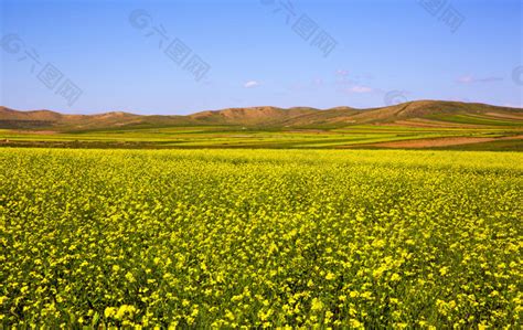 小黄花满地开的景色设计元素素材免费下载(图片编号:8299146)-六图网