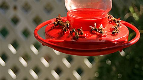 How to keep bees away from hummingbird feeders | Real Homes