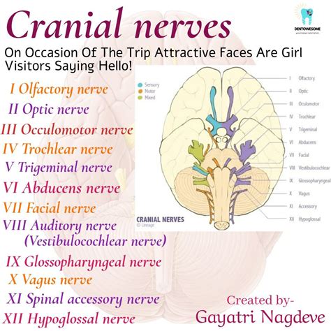 Mnemonic for cranial nerves – Dentowesome