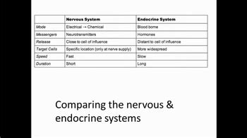 Endocrine System Crash Course 的图像结果