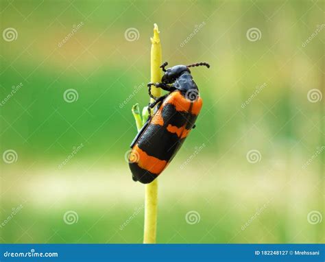 Blister Beetle , Meloidae Family Stock Image - Image of feed, colony ...