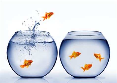 Image result for Windows Move Video Files Fish