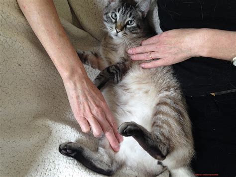 What Is A Cat's Normal Heart Rate? - 21Cats.org