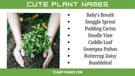 555+ Funny Plant Names to Brighten Your Garden and Your Day – Teamify Names