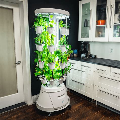 Six Indoor Hydroponic Gardens: Grow Your Own Fruits and Veggies