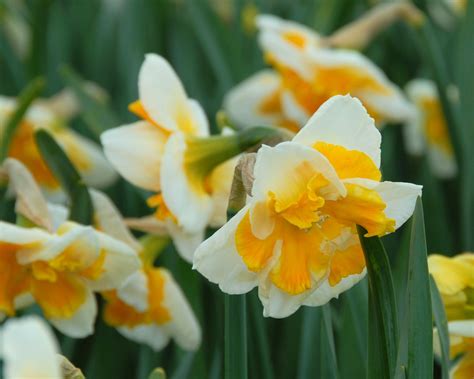 Narcissus 'Love Call' bulbs — Buy online at Farmer Gracy UK
