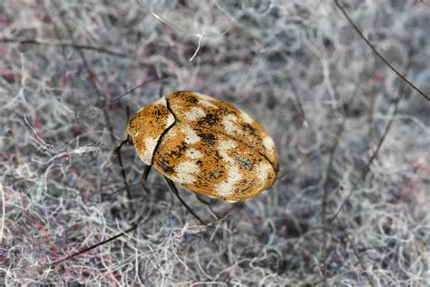 6 Common Signs of Carpet Beetles in Your Home | EcoGuard