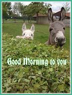 Image result for Good Morning Funny Farm Animals