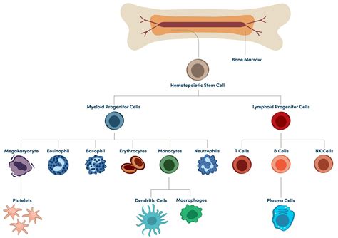 Image result for Lymphocyte Lineage