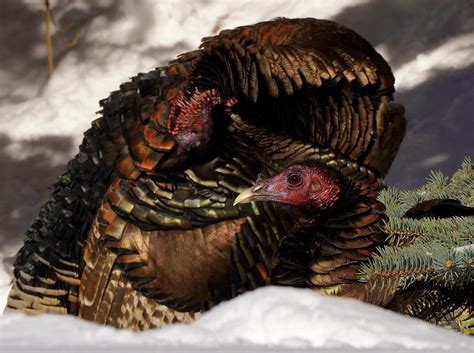 How Wild Turkeys Deal With Severe Winter Weather - Wild Turkey Lab