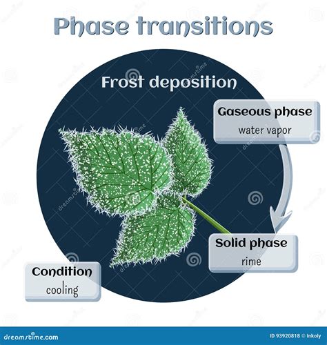 Frost Deposition - Soft Rime on Raspberry Leaves. Phase Transition from ...